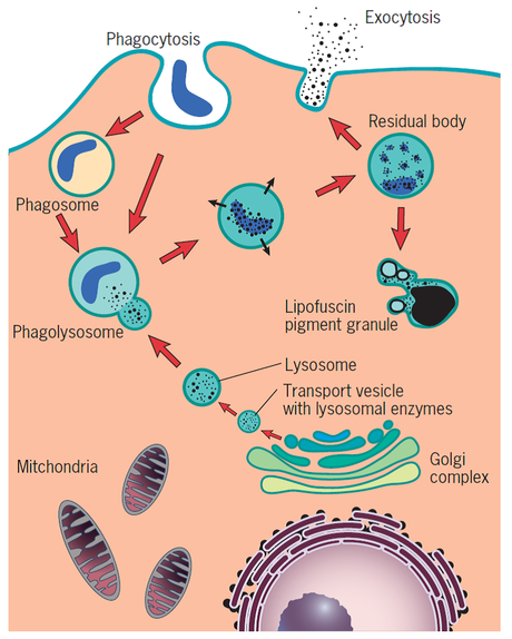 La fagocitosis y la digestión de las células eucariotas