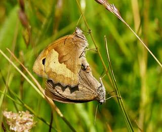 Y esto sí es lo que parece