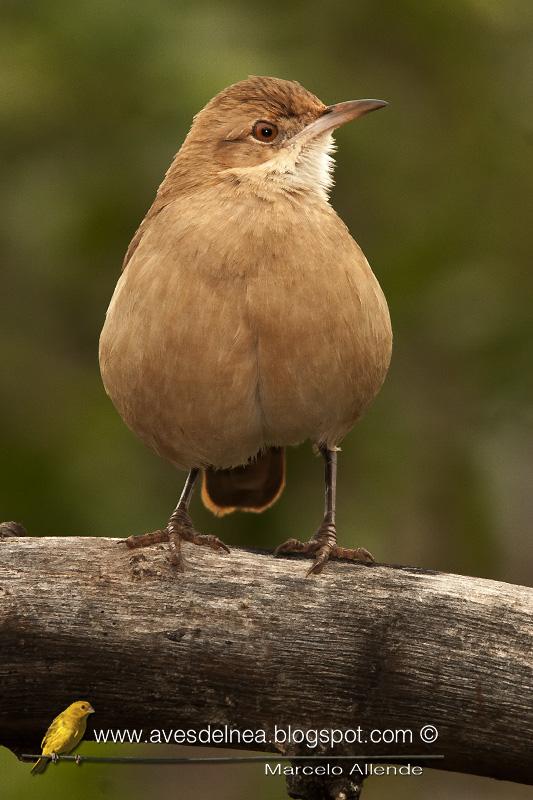Hornero (Rufous Hornero)