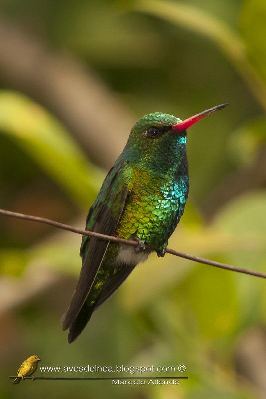 Picaflor común (Glittering-bellied Emerald)