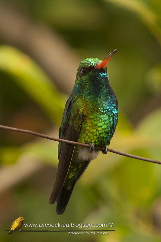 Picaflor común (Glittering-bellied Emerald)