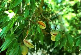 Planta Almond