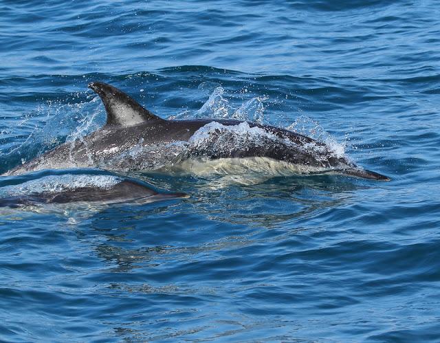 A 30 millas de cabo matxitxako