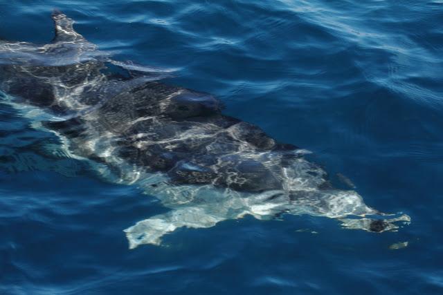 A 30 millas de cabo matxitxako