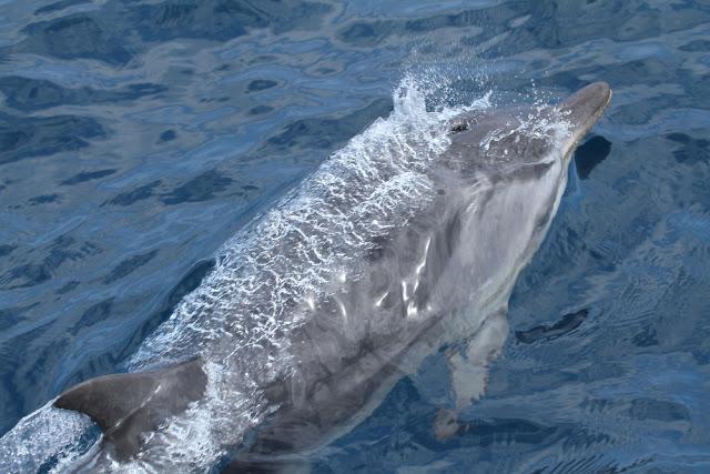 A 30 millas de cabo matxitxako