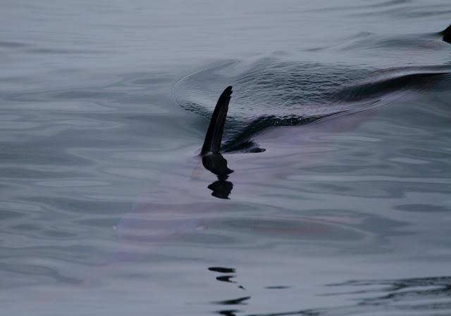 A 30 millas de cabo matxitxako