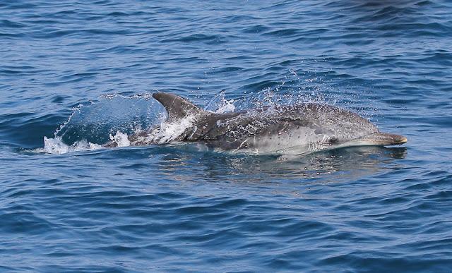 A 30 millas de cabo matxitxako