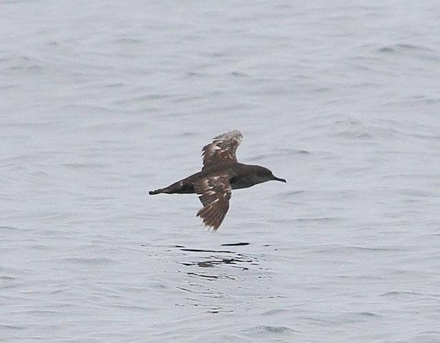 A 30 millas de cabo matxitxako