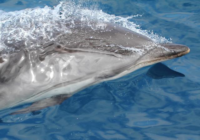 A 30 millas de cabo matxitxako