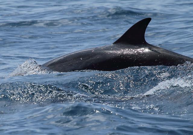 A 30 millas de cabo matxitxako