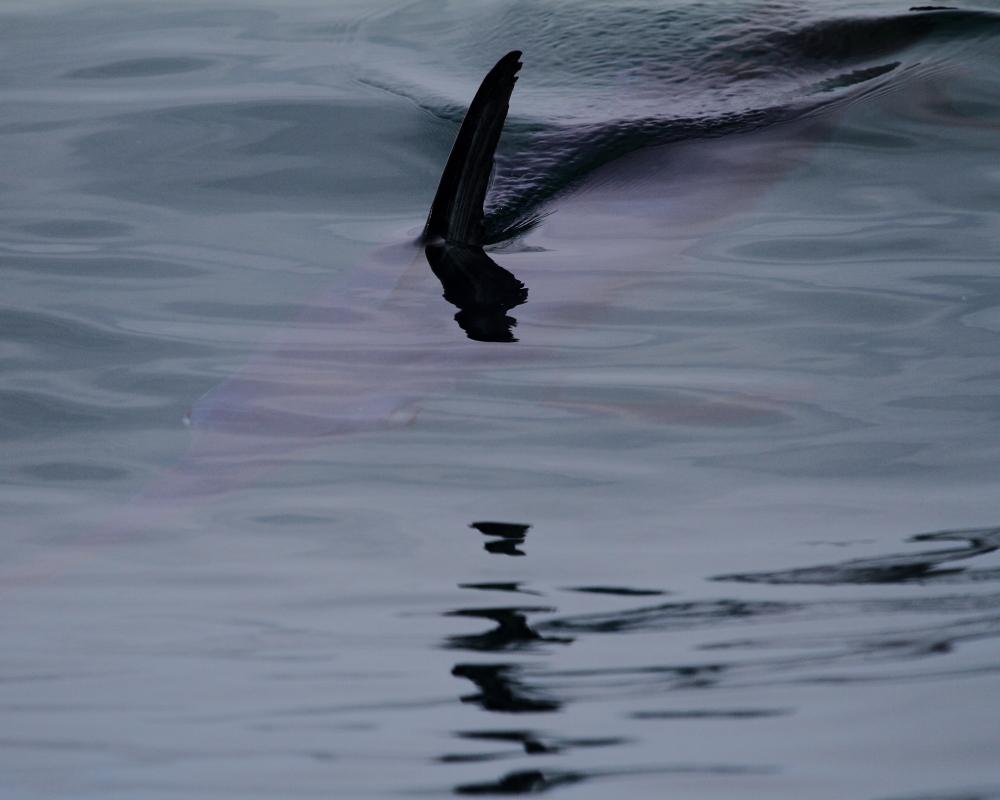 A 30 millas de cabo matxitxako