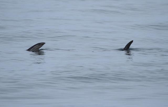 A 30 millas de cabo matxitxako