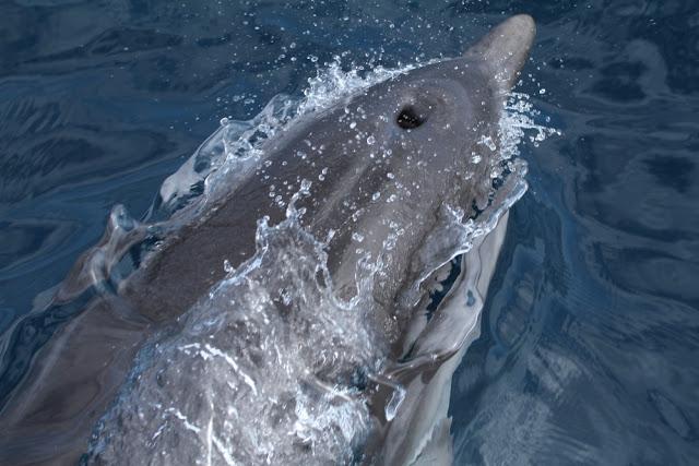 A 30 millas de cabo matxitxako