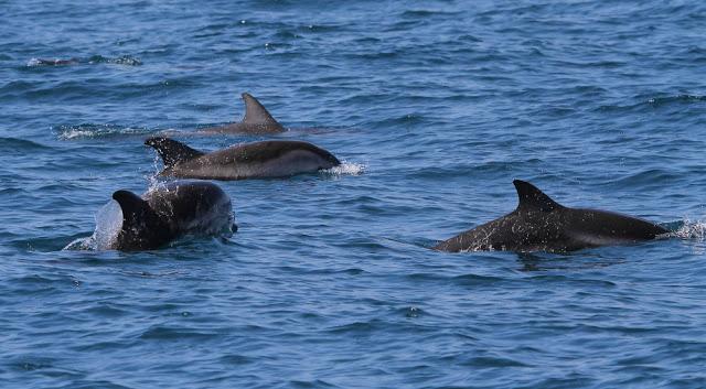 A 30 millas de cabo matxitxako