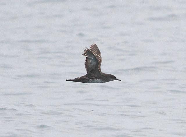A 30 millas de cabo matxitxako