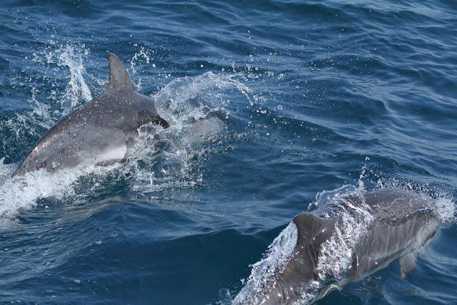 A 30 millas de cabo matxitxako