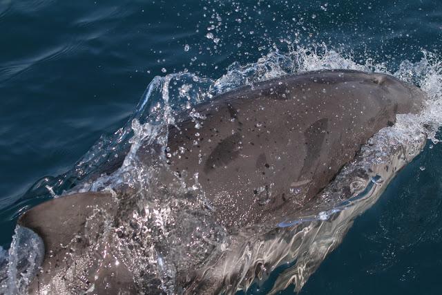 A 30 millas de cabo matxitxako