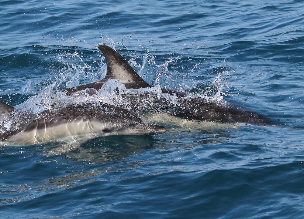 A 30 millas de cabo matxitxako
