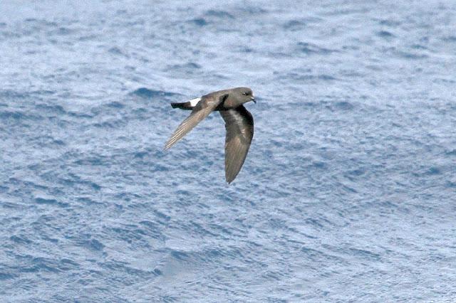 A 30 millas de cabo matxitxako