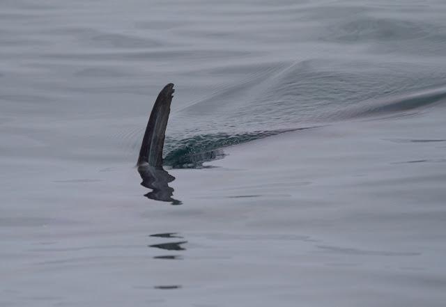 A 30 millas de cabo matxitxako