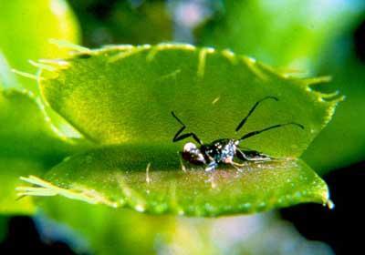 Digestión en plantas