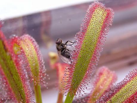 Digestión en plantas