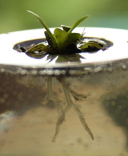 Digestión en plantas