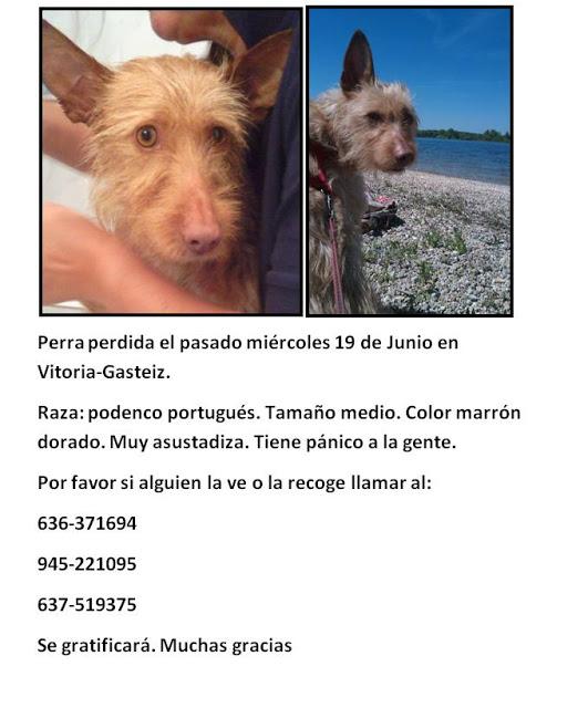 MUY URGENTE!! Podenca perdida en Vitoria‏