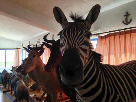 Algarve. Mayo de 2013. Cabo de San Vicente Algarve. Mayo de 2013. Cabo de San Vicente