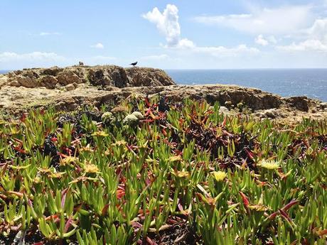 Algarve. Mayo de 2013. Cabo de San Vicente Algarve. Mayo de 2013. Cabo de San Vicente