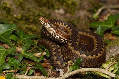 Víboras: ¿temor infundado?