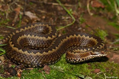 Víboras: ¿temor infundado?