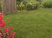 Esperando luciérnagas