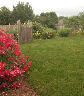 Esperando luciérnagas