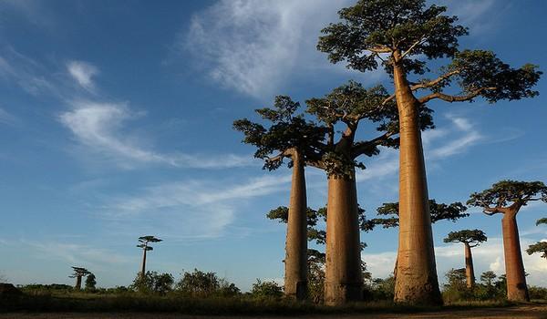 Baobabs, Madagascar