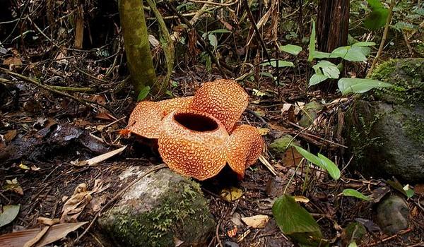 Rafflesia arnoldii, Sumatra y Borneo