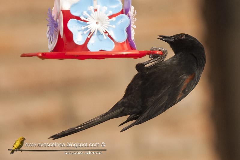 Boyerito (Epaulet Oriole)