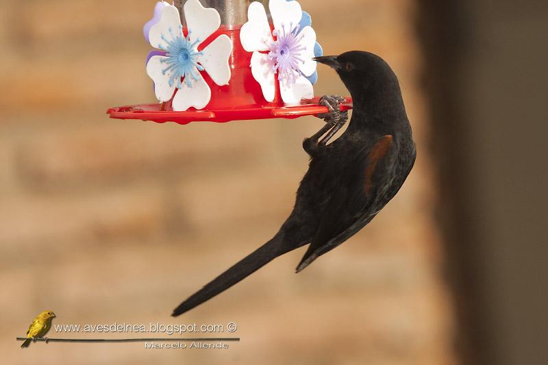 Boyerito (Epaulet Oriole)