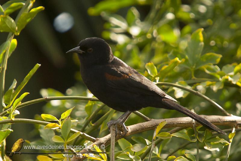 Boyerito (Epaulet Oriole)
