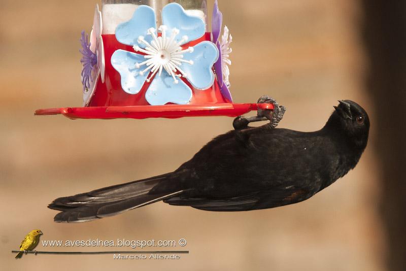 Boyerito (Epaulet Oriole)