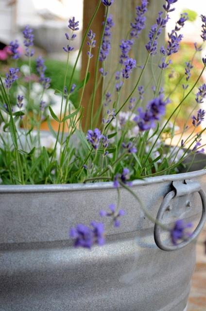 FLOR DE LAVANDA...UN GRAN TESORO DEL VERANO