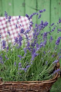 FLOR DE LAVANDA...UN GRAN TESORO DEL VERANO