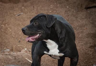 Una Oportunidad para HADES. SOS!! Perrera Badajoz.