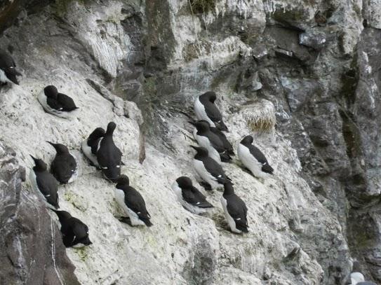 Cabo de St Abb y sus aves marinas