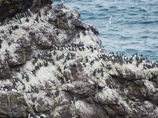 Cabo de St Abb y sus aves marinas