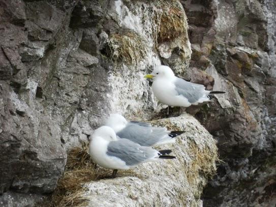 Cabo de St Abb y sus aves marinas
