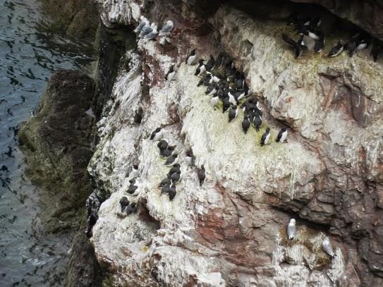 Cabo de St Abb y sus aves marinas