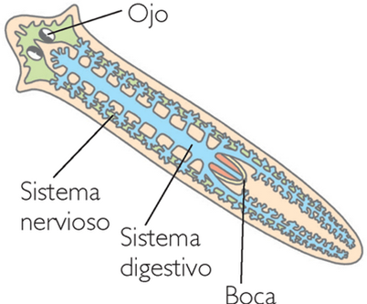 Digestión en los platelmintos