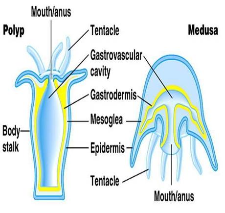 La digestión en los cnidarios