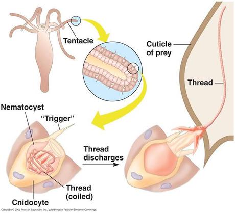 La digestión en los cnidarios